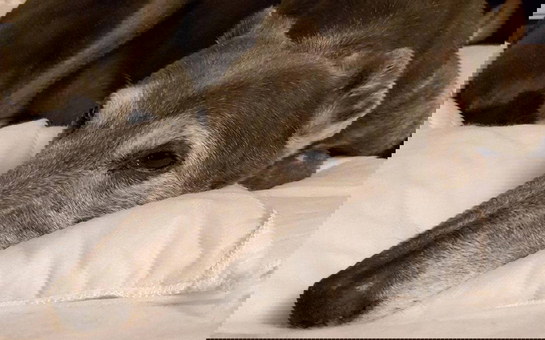 Leah urgently needs a home – can you help?