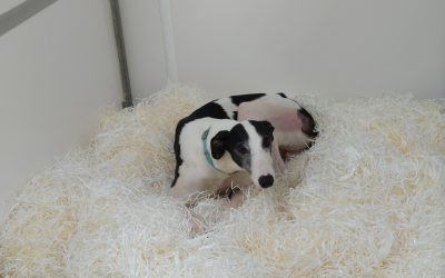 Arlo