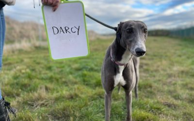 Darcy