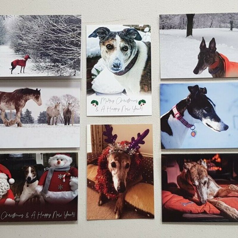 Tia Rescue Tia Greyhound Rescue double pack of 16 Christmas cards