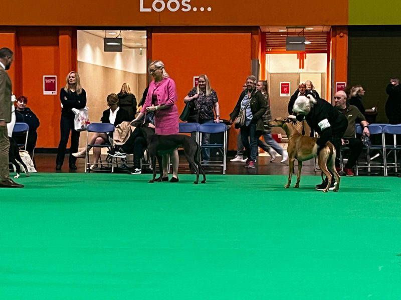 Cariad, ex-Tia girl winning at Crufts!