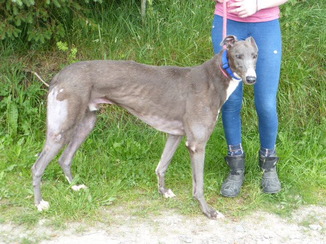 One dog wasn’t on the transporter