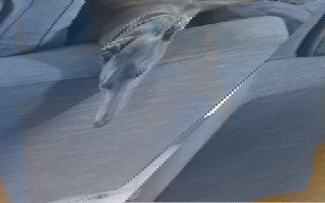 Gilbert….Blue Skywalker