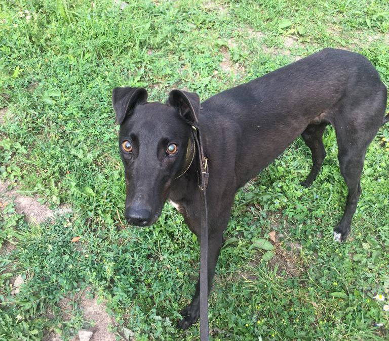 Tia Foster Homes Needed.