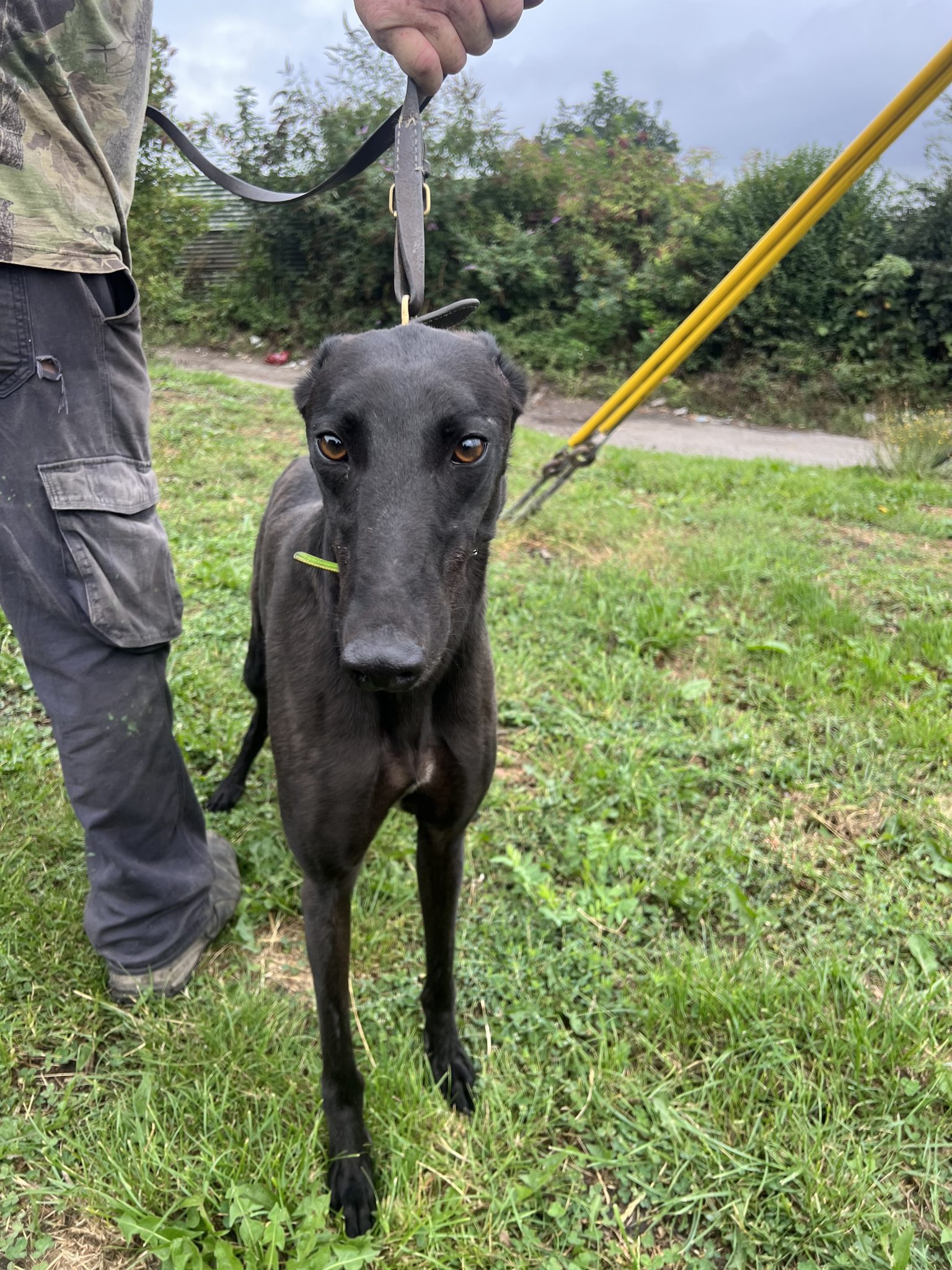 Tia Rescue Freddie On Foster