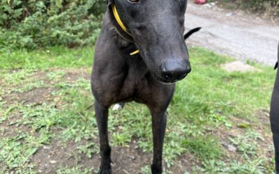 Harvey in Foster