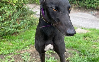 Apollo