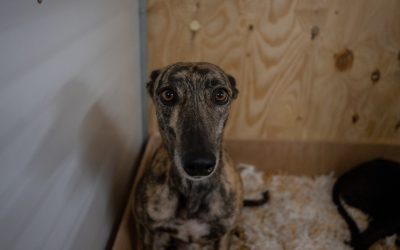 Colleen in Inverness home needed