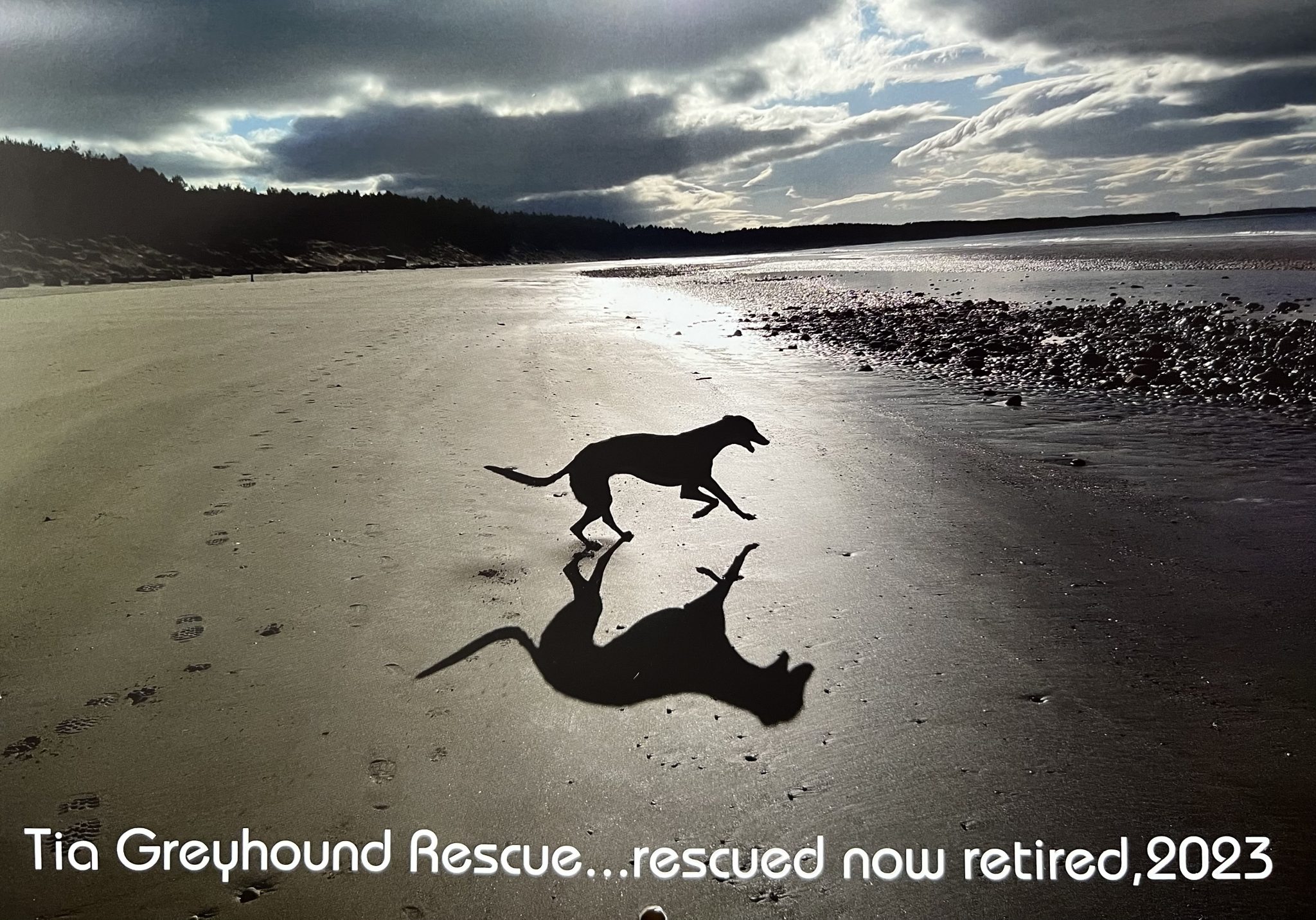 Tia Rescue Tia Greyhound Rescue 2023 Calendar