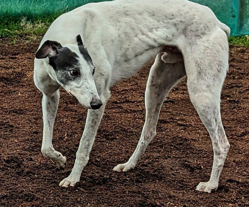 Big soft lad in need of a home….
