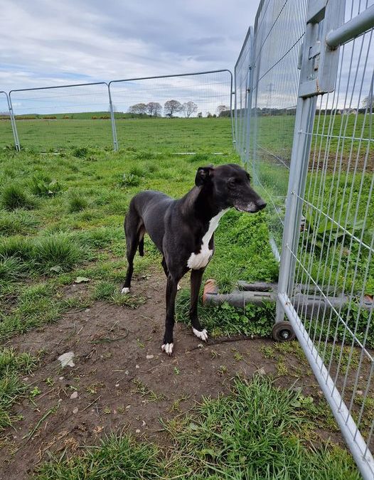 Little Jack…available for sponsor