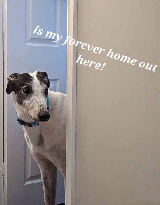 Update on Escape now Eric