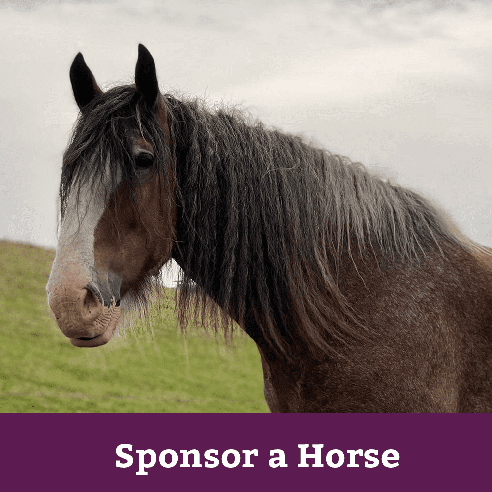 Tia Rescue Sponsor a Horse