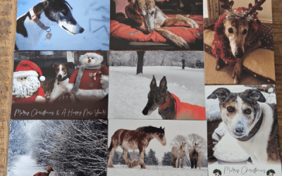 Tia Christmas Cards now available