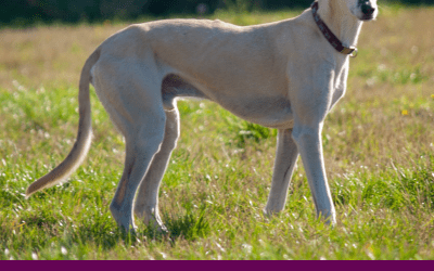 There’s a very empty kennel at Tia tonight.