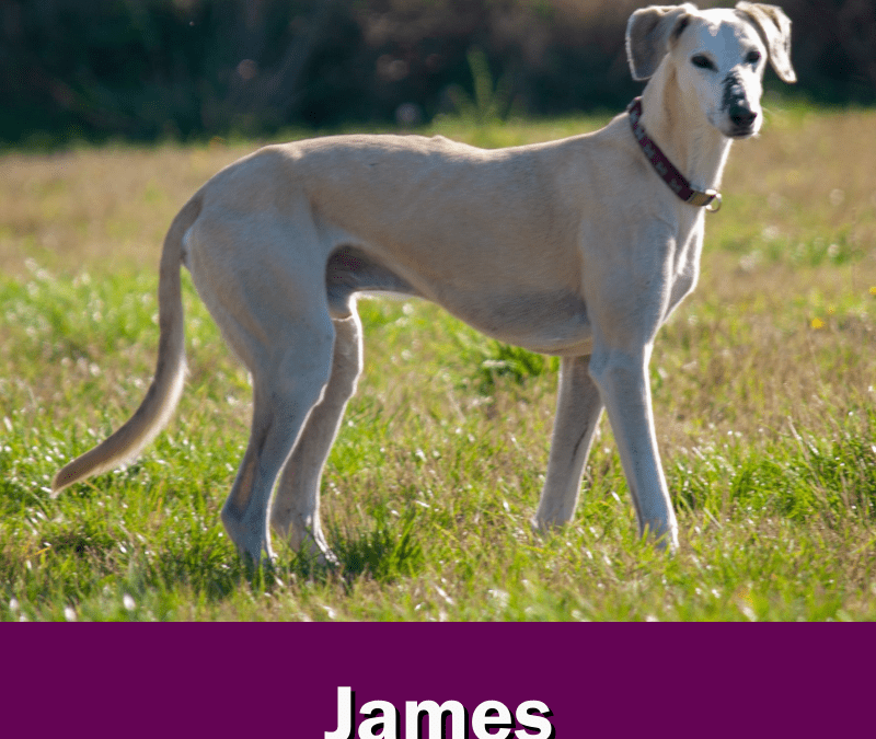 There’s a very empty kennel at Tia tonight.