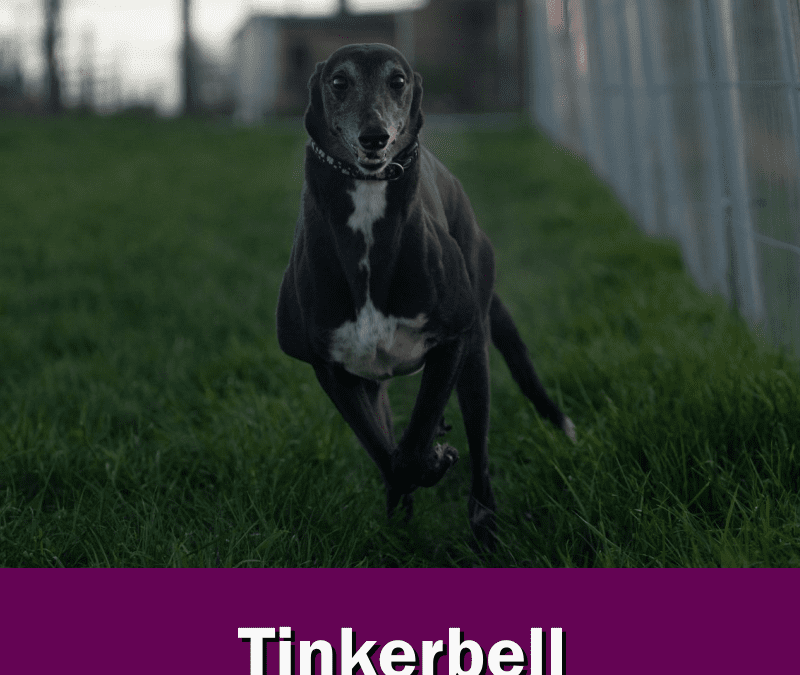 Sleep tight little lady….Tinkerbell