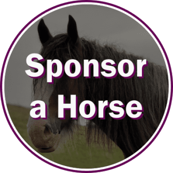 Sponsor a Horse or Stable