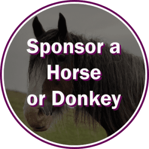 Sponsor a Horse, Donkey or Stable