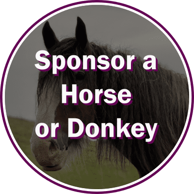 Sponsor a Horse, Donkey or Stable - Monthly