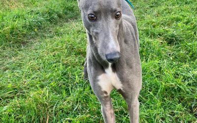 Copenhagen, just rehomed