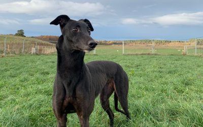 Dora now rehomed
