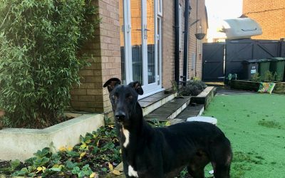 Murdok….in foster, available for rehoming.