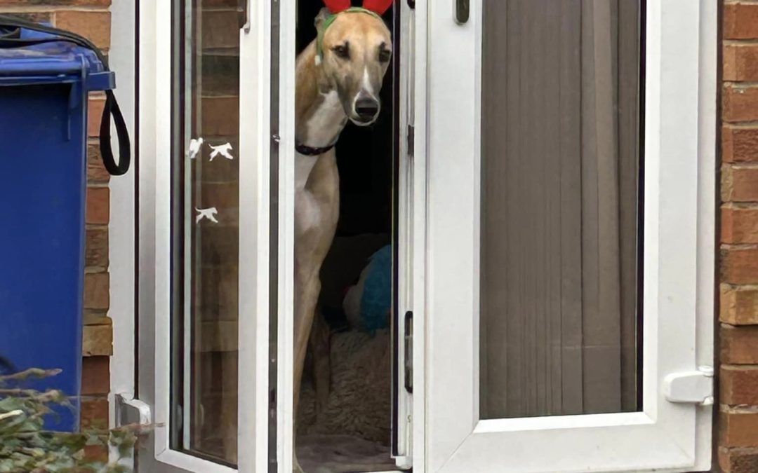 Go Green for Greyhounds