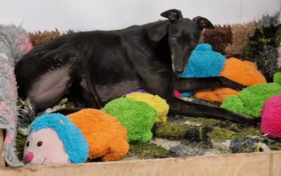 Joey has now been rehomed..