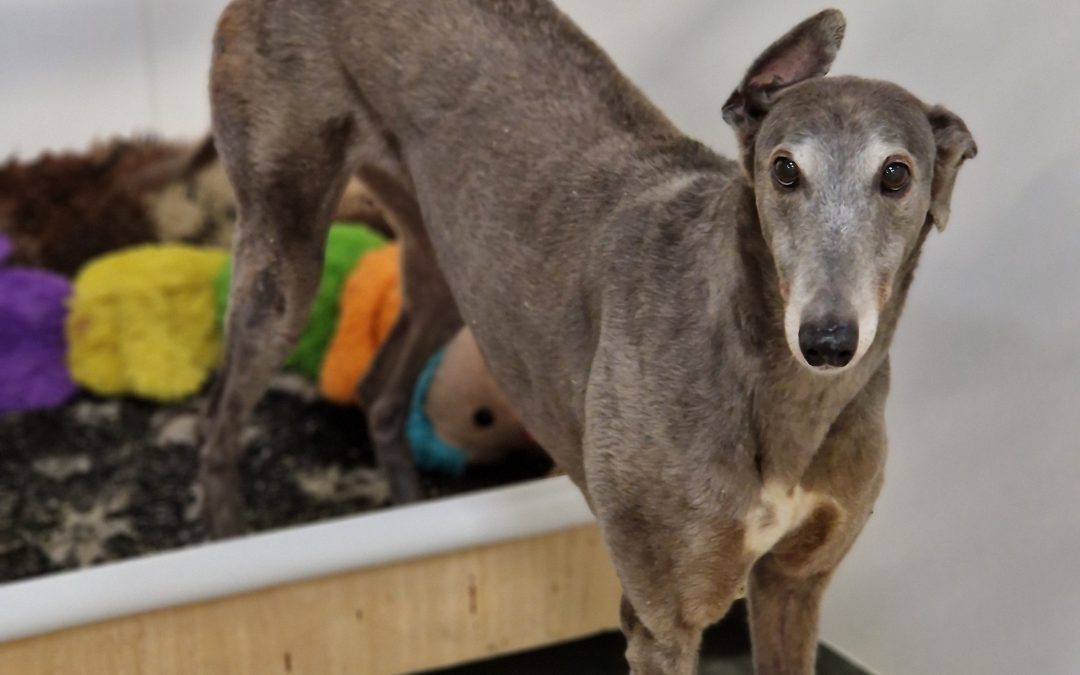 Rehoming Update