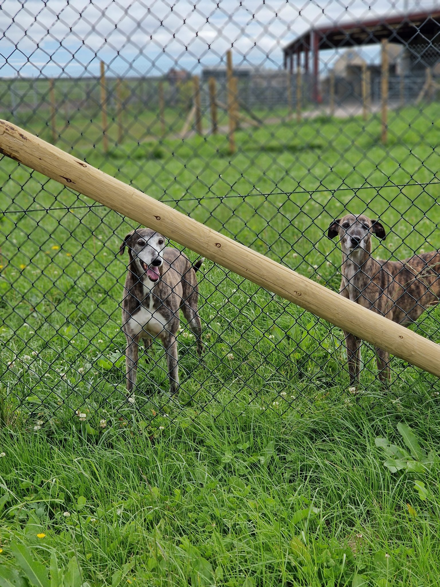 Tia Rescue Turbo & Rascal