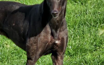 They could have easily been killed.