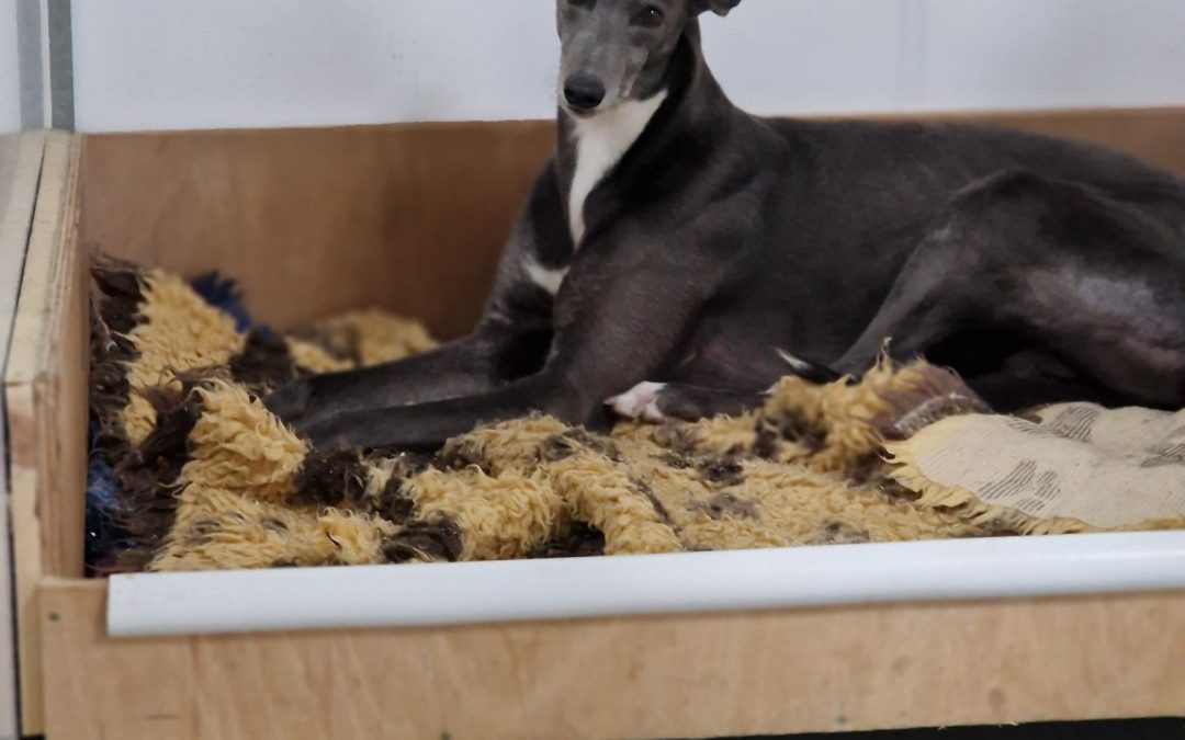 Reagan (Scotland) – In foster