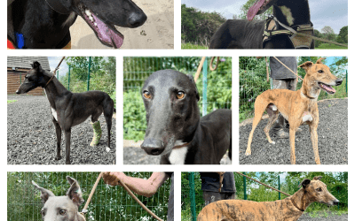 Dogs for Rehoming