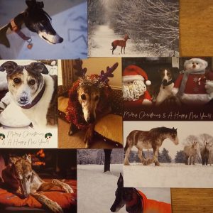 Tia Greyhound Christmas Cards