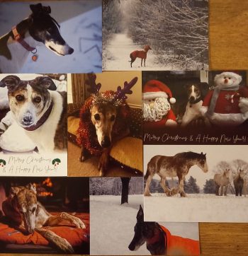 Tia Greyhound Christmas Cards