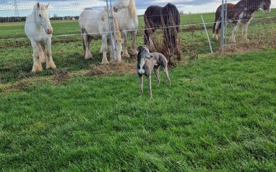 Craddock  ( Scotland )