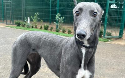 Eleanor – Now Rehomed