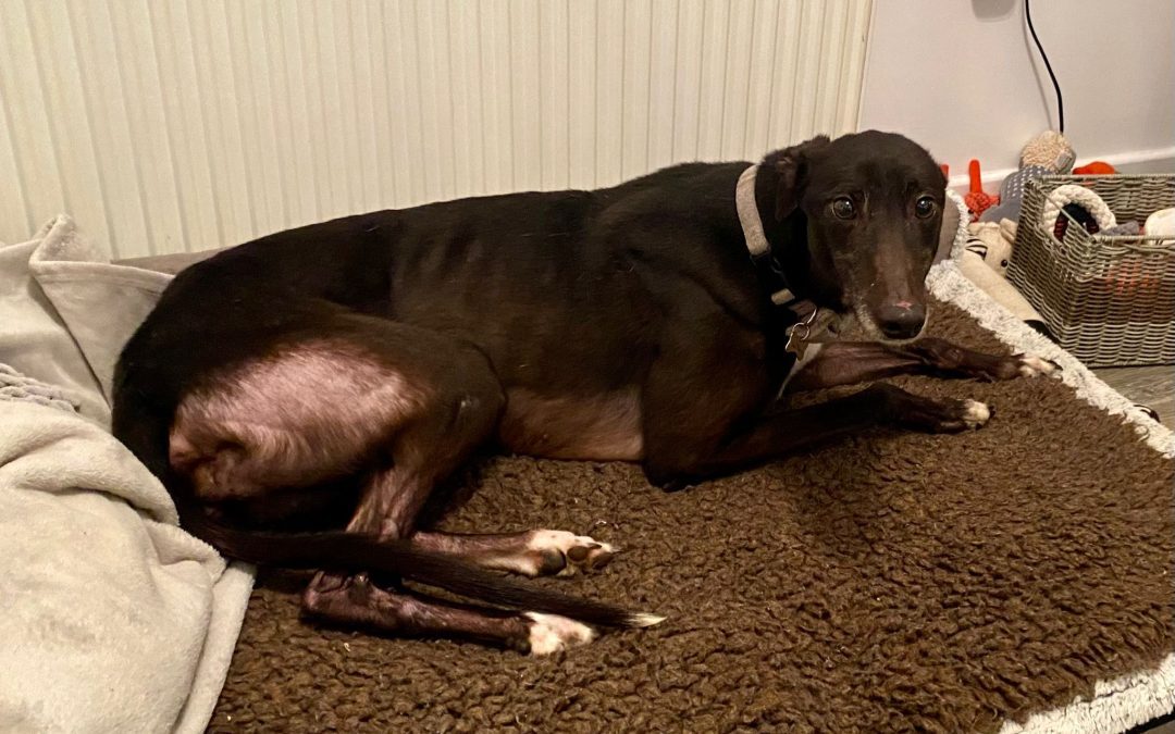 Frankie.. rehomed with Luther