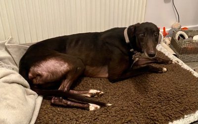 Frankie..  rehomed with Luther