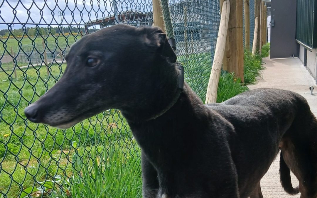 Marley (Scotland)