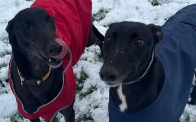 Information needed please. Canal boys…