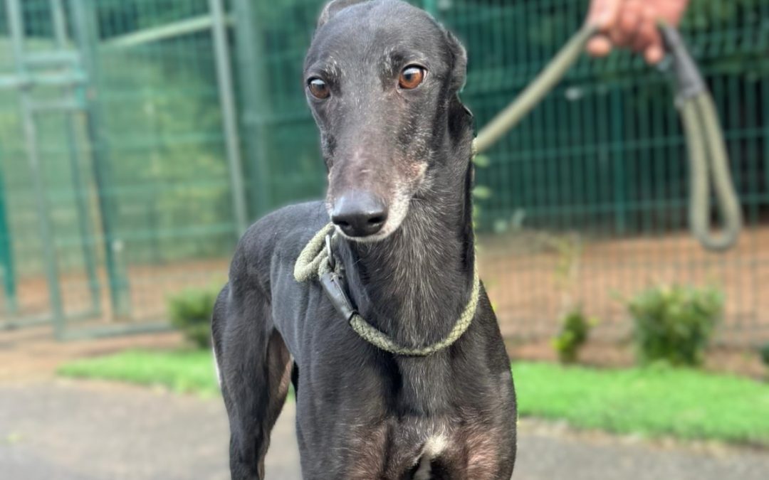 Hilda (Nottingham)