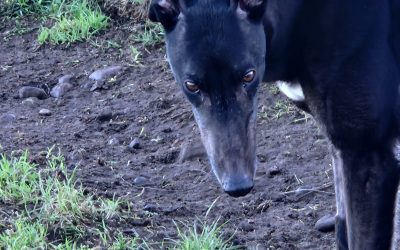 Silas & Rami    Canal Dogs