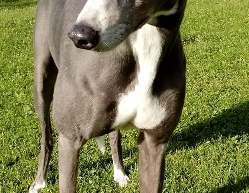 Darcy ( Humber Retired Greyhounds )