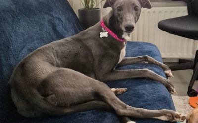 Eleanor’s Adventures