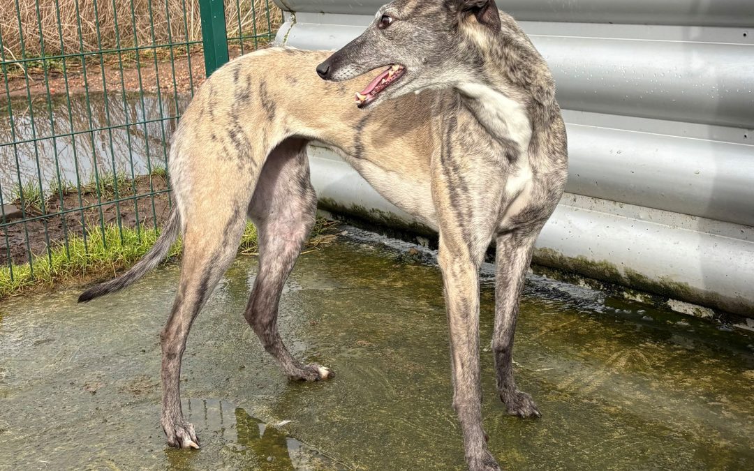 Lulu (Doncaster)