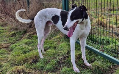 Ace (Doncaster, Kennel 2)