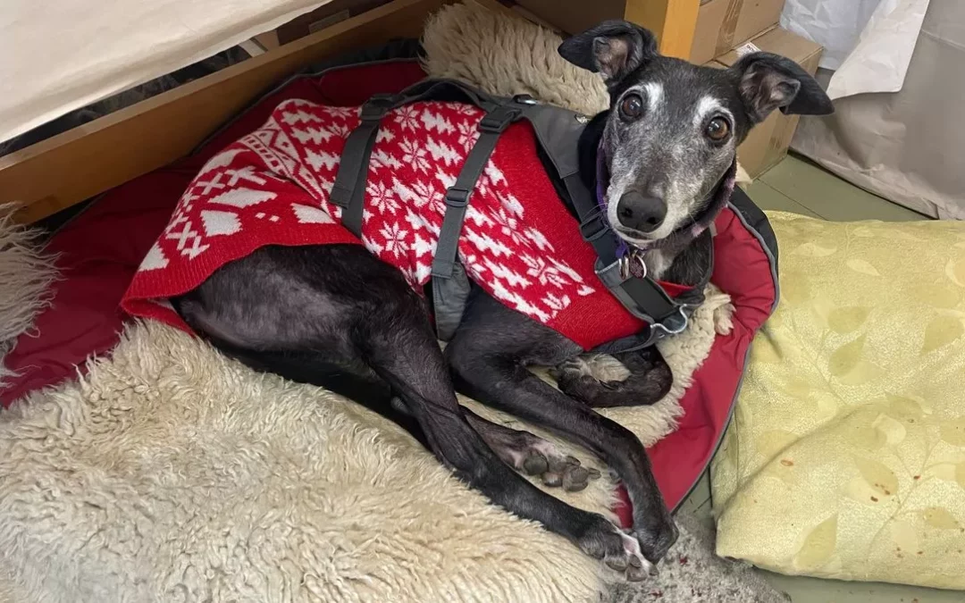 Mouse Needs Your Help