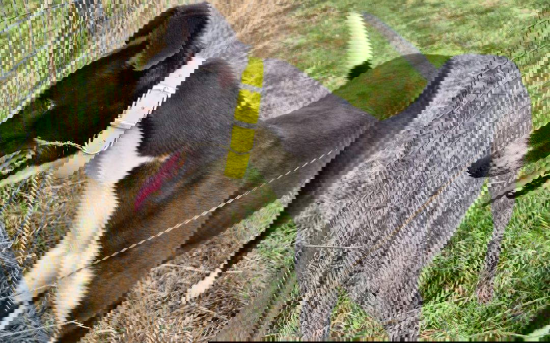 Swanley (Doncaster, Kennel 2)